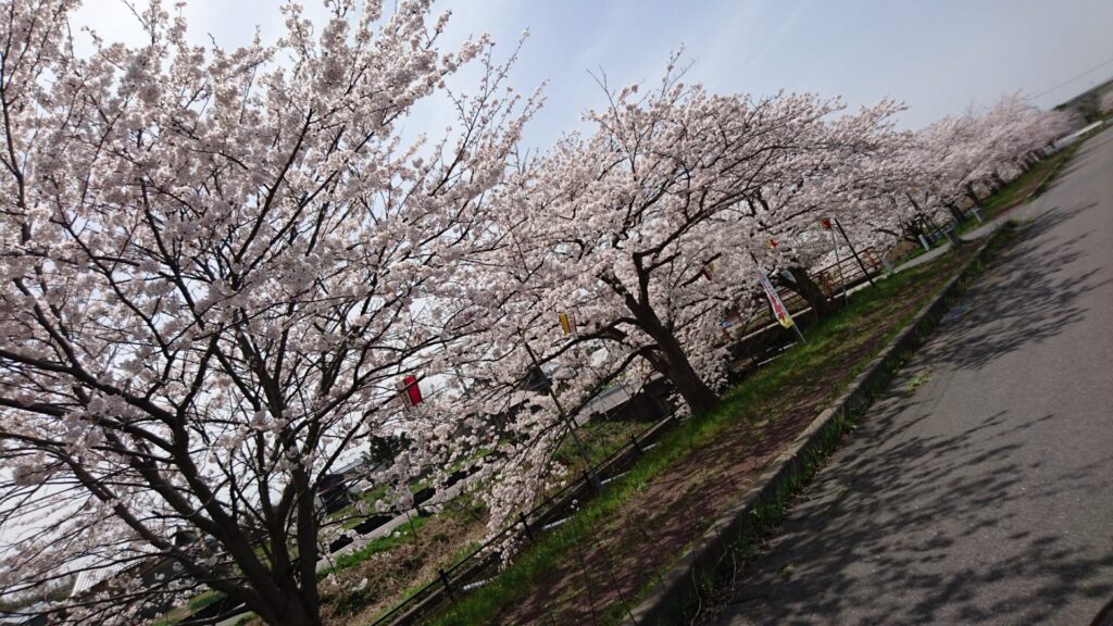 亀田の桜