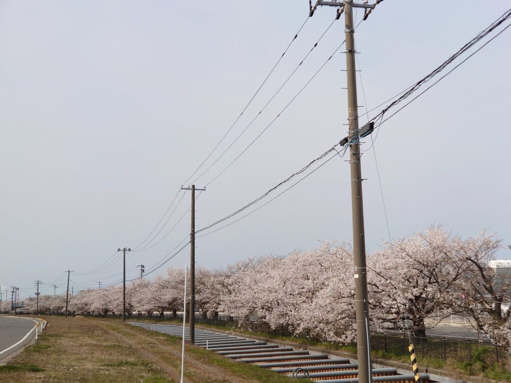 亀田の桜